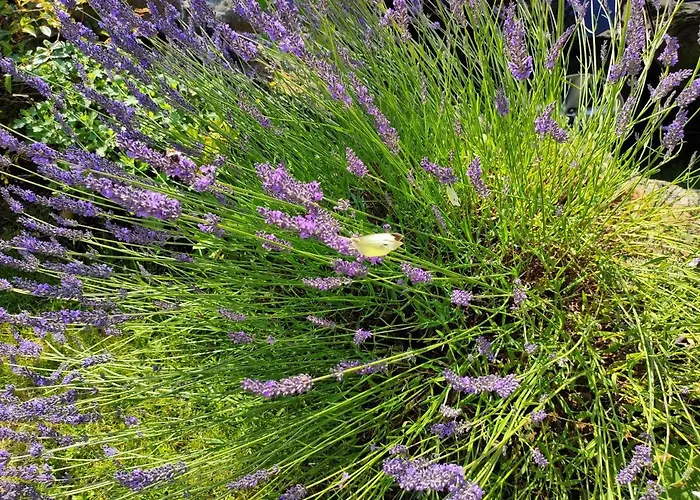 Apartamento Sellina *